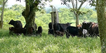 Lo primero en no dormirse: ¿Qué se puede hacer para asegurar el bienestar de los animales durante las olas de calor extremo?